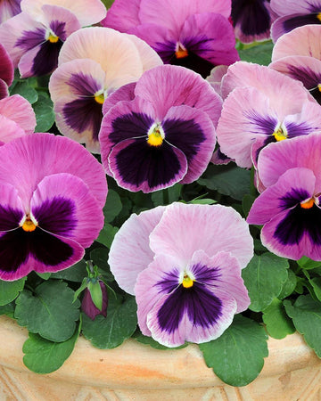 Pansy Plants Pink - 6 Pack Bedding Plant