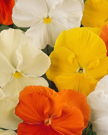 Pansy Citrus Mix Bedding Plants - 6 x Winter Pansies Ready to Plant Each Delivered in a 10.5cm Plant Pot - Outdoor Plants Great for Hanging Basket or Gifts