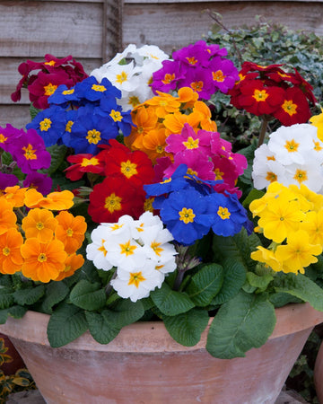 Polyanthus Plants Mixed Colours - 6 Plants Each Delivered in a 10.5cm Plant Pot - Vibrant flowers with Delicate Blooms