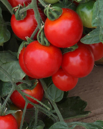 Tomato Plants Tumbling Tom in 3 x  9cm Pots - Garden Ready to Plant