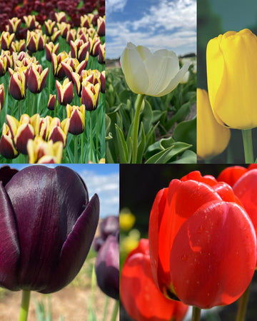 Select Tulip 40 Bulb Gift Set – 5 Stunning Spring Varieties Size 11/12 (Gavota, Golden Parade, Pays Bas, Red Impression, Queen of Night), Gift For Gardeners
