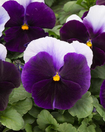 Pansy Plants Beaconsfield - 6 Pack Bedding Plant