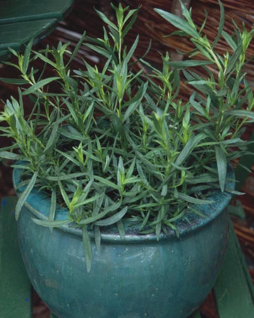 French Tarragon Herb Plant in a 13cm Pot Garden Ready Herb Plant