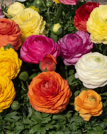 Ranunculus Plants Mixed Colours - 6 Plants Each Delivered in a 10.5cm Plant Pot - Vibrant Flowers with for a Colourful Display