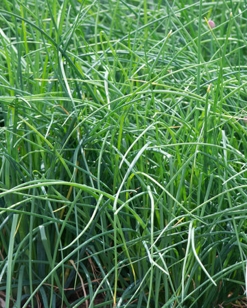 Chives Plant in a 13cm pot Garden Ready Herb Plant