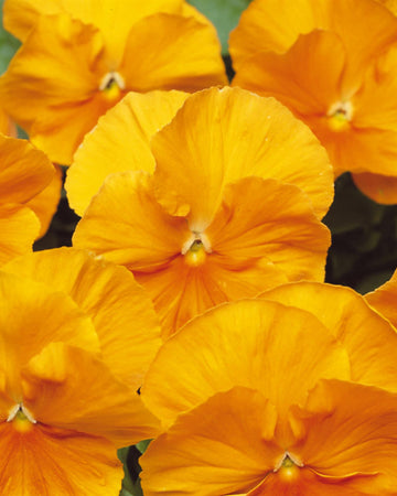 Pansy Plants Orange - 6 Pack Bedding Plant