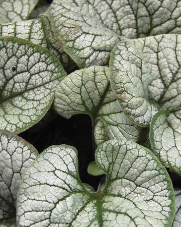 Perfect Plants Brunnera Silver Heart Plant in 17cm Pot – Stunning Silver-Heart Shaped Leaves, Ideal for Shady Areas and Garden Borders