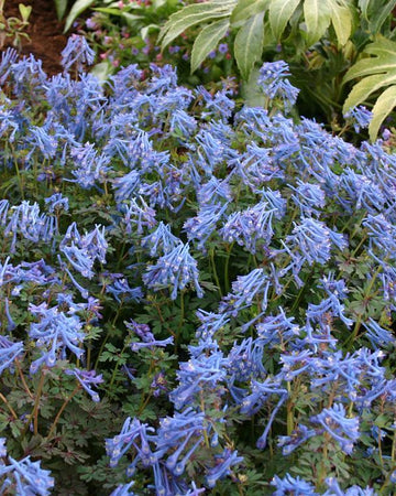 Perfect Plants Corydalis Solida Blue Dragon in 17cm Pot – Shade-Loving Plant with Stunning Blue Flowers