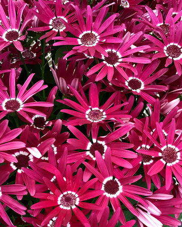 Cineraria Senetti Plants Red - Delivered in a 17cm Plant Pot - Stunning Flowers