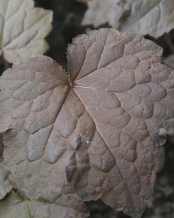 Perfect Plants Heuchera micrantha Palace Purple in 17cm Pot – Fabulous Foliage in Deep Purple Shades, Hardy Perennial for Garden Borders