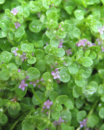 Corsican Mint Plant in a 13cm pot Garden Ready Herb Plant