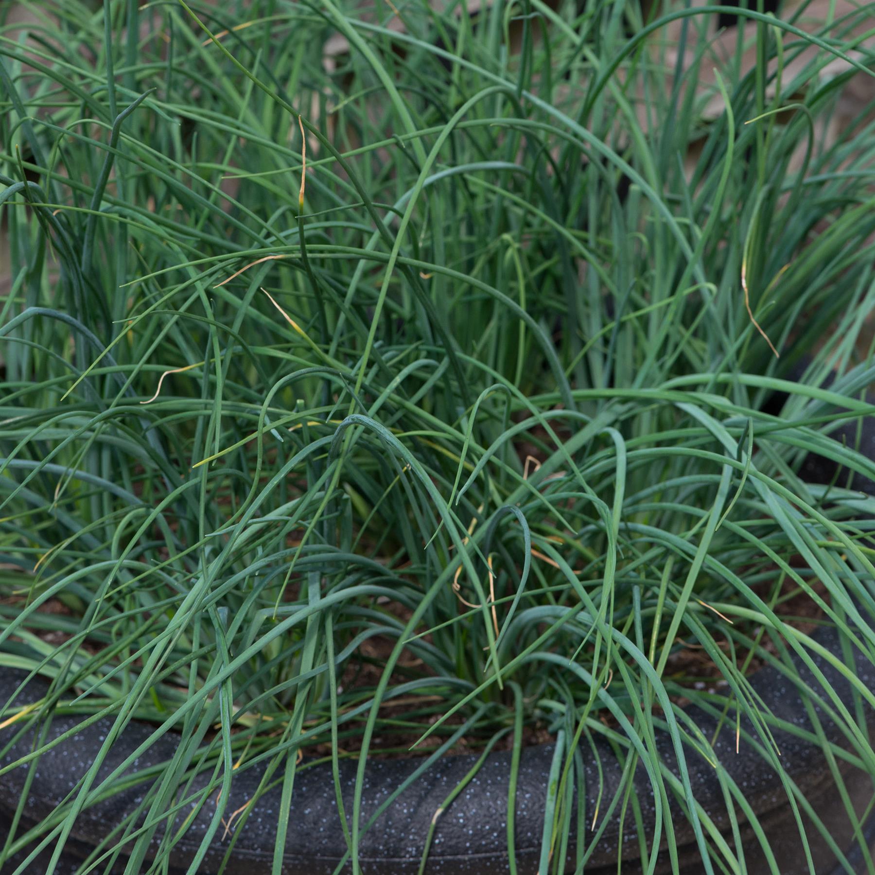 chives plant in a 13cm pot garden ready herb plant chive herb plant is ...