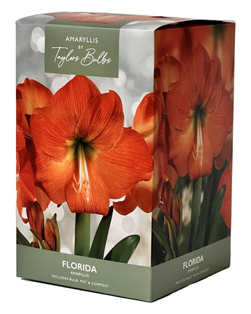 Amaryllis Florida - Amaryllis Bulb Gift with Pot