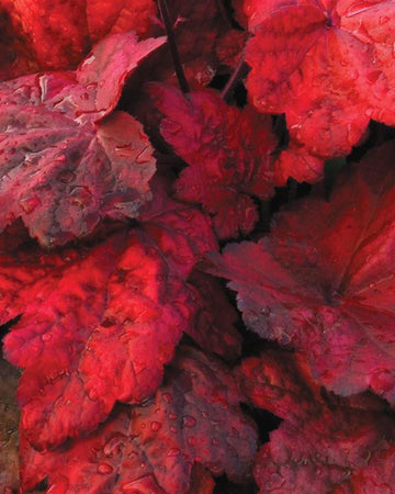 Perfect Plants Heuchera Autumn Leaves Plant in 17cm Pot – Fabulous Foliage in Vibrant Autumn Colors, Hardy Perennial for Garden Borders