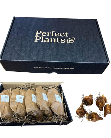 Premium Paperwhite 24 Bulb Gift Box  - 4 Varieties Size 14/15 (Grandiflora, Chinese Sacred Lily, Galilee & Avalanche) – Fragrant Indoor Winter/Spring Blooms, Gift For Gardeners