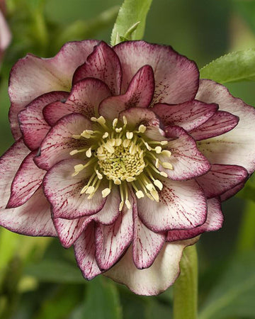 Perfect Plants Hellebore Double White Picotee Plant in 17cm Pot – Elegant White Flowers with Dark Purple Edges, Hardy Perennial for Shade Gardens