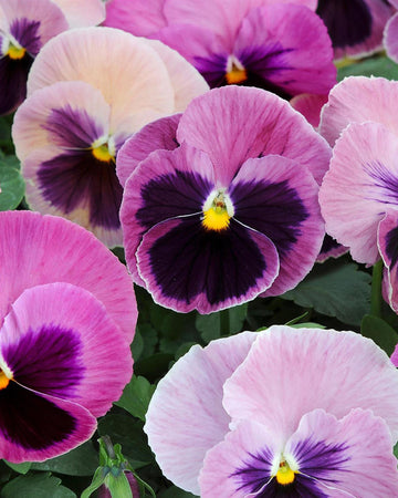 Pansy Plants Pink - 6 Pack Bedding Plant