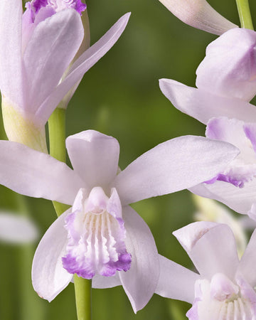 Perfect Plants Bletilla Striata Kuchibeni in 13cm Pot – Hardy Garden Orchid, Beautiful Pink Flowers with Red Edges for Garden Borders and Containers