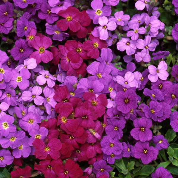 Aubrieta Perennial Plant Mixed Colours - 6 pack of Garden Ready Plants ...