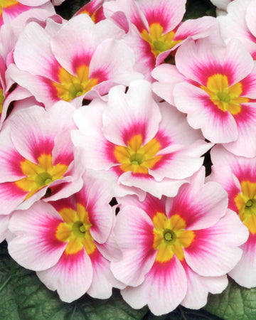 Primrose Plants Appleblossom - 6 Plants Each Delivered in a 10.5cm Plant Pot - Vibrant flowers with Delicate Blooms