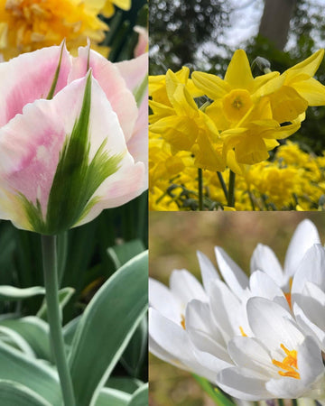 Spring 50 Bulb Lasagne Gift Set – Crocus, Narcissi & Tulip: Ivory Princess, Yellow Ocean, China Town, Premium Quality Flowering Bulbs, Gift for Gardeners