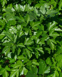 Parsley Plant Flat Leaf in a 13cm pot Garden Ready Herb Plant