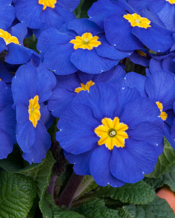 Polyanthus Plants Blue Shades - 6 Plants Each Delivered in a 10.5cm Plant Pot - Vibrant flowers with Delicate Blooms