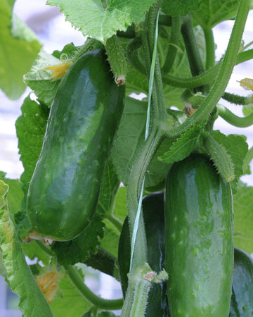 Mini Cucumber Plant in 3 x 9cm - Garden Ready to Plant