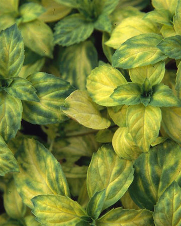 Ginger Mint Plant in a 13cm pot Garden Ready Herb Plant