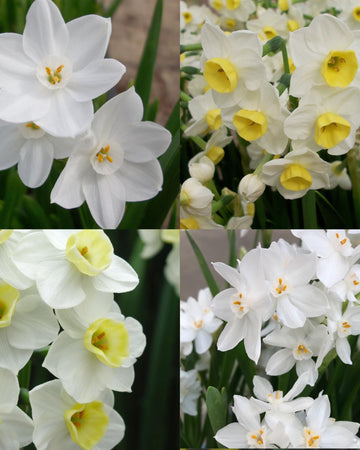 Premium Paperwhite 24 Bulb Gift Box  - 4 Varieties Size 14/15 (Grandiflora, Chinese Sacred Lily, Galilee & Avalanche) – Fragrant Indoor Winter/Spring Blooms, Gift For Gardeners