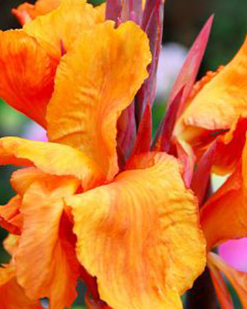 Perfect Plants Canna Lily Wyoming Perennial in 17cm Pot – Bold Red Blooms for Garden Borders