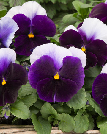 Pansy Plants Beaconsfield - 6 Pack Bedding Plant