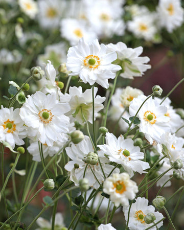 Perfect Plants Anemone Whirlwind Plant in 17cm Pot – Stunning White Windflower, Hardy Perennial for Garden Borders and Woodland Gardens