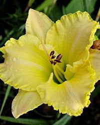 Perfect Plants Hemerocallis Villa Vanilla Daylily Perennial Plant in 17cm Pot – Elegant Creamy White Flowers, Hardy Perennial for Garden Borders