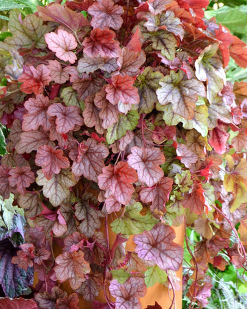 Perfect Plants Heucherella Redstone Falls Plant in 17cm Pot – Fabulous Foliage with Red and Green Tones, Hardy Perennial for Garden Borders