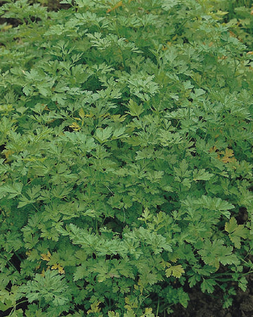 Parsley Plant Flat Leaf in a 13cm pot Garden Ready Herb Plant