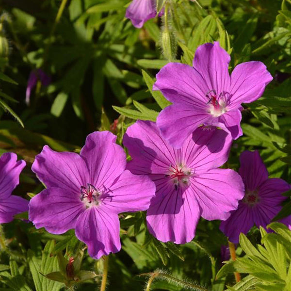 Hardy Geranium ‘Tiny Monster’ Perennial Plant – 17cm Pot – Long-Flower ...