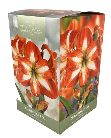 Amaryllis Christmas Star - Amaryllis Bulb Gift with Pot