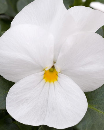 Viola Bedding Plants White - 6 Pack Garden Ready Plants