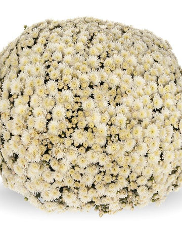Chrysanthemum Plants - Stunning White Flowers - Outdoor Garden Ready in 17cm Pots - Perennial All Year Round - Garden Mums