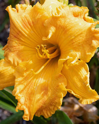 Perfect Plants Hemerocallis Orange Nassau Daylily Perennial Plant in 17cm Pot – Vibrant Orange Flowers, Hardy Perennial for Garden Borders
