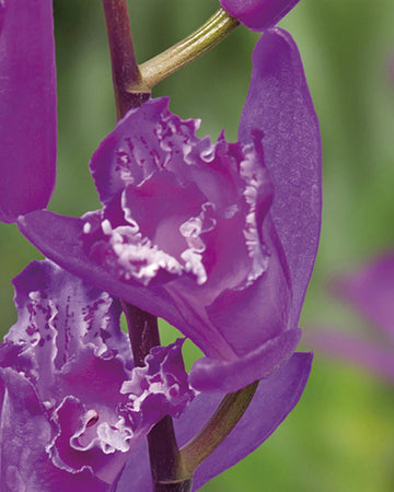 Perfect Plants Bletilla Striata Shi-ran in 13cm Pot – Hardy Garden Orchid, Elegant Pink-Purple Flowers for Garden Borders and Containers