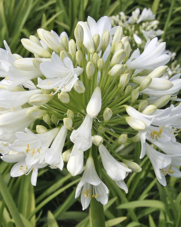 Perfect Plants Agapanthus Polar Ice Plant in 17cm Pot – Garden-Ready Perennial, Beautiful White African Lily, Hardy for Garden Borders and Containers