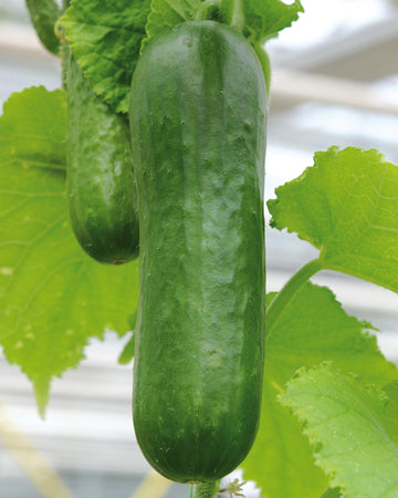 Mini Cucumber Plant in 3 x 9cm - Garden Ready to Plant