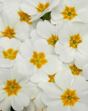 Primrose Plants White With Orange Eye - 6 Plants Each Delivered in a 10.5cm Plant Pot - Vibrant flowers with Delicate Blooms