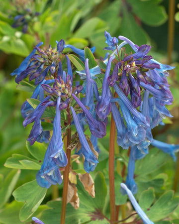Perfect Plants Corydalis Solida China Blue in 17cm Pot – Shade-Loving Plant with Delicate Blue Flowers