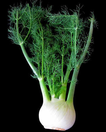 Fennel Plant in a 11cm Pot Garden Ready Herb Plant