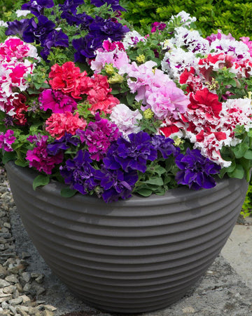 Petunia Double Flowered Mixed Bedding Plants - 6 Pack Garden Ready Plants