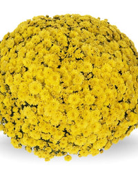 Chrysanthemum Plants - Stunning Yellow Flowers - Outdoor Garden Ready in 17cm Pots - Perennial All Year Round - Garden Mums