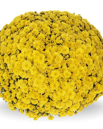 Chrysanthemum Plants - Stunning Yellow Flowers - Outdoor Garden Ready in 17cm Pots - Perennial All Year Round - Garden Mums